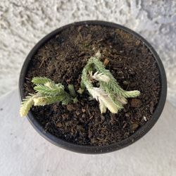 4 Inch Pot Succulent Plant - Rare Crassula Muscosa Variegated - Watch Chain Variegata - Rooted & Established - Drought Resistant 🪴