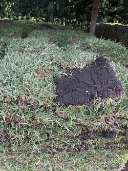 St. Augustine Sod