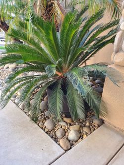 Large Mature Sago Palms / Cycads – $60 Each or All 3 for $150