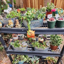 PLANT FOR SALE.  SAN LORENZO. SKYLINE SUCCULENTS 
