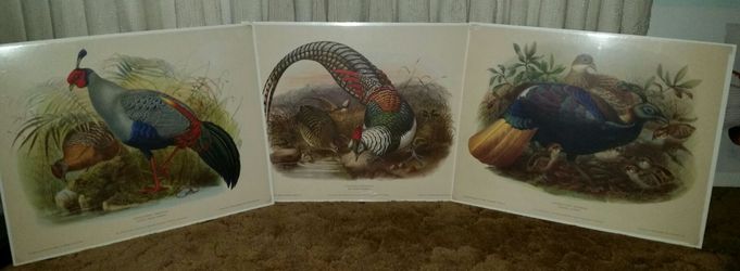 Art Prints & Posters