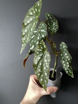 ✨Begonia Maculata | White Flower ✨ 