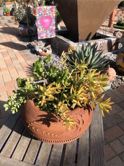 Terracotta Pot With Succulent Plants 