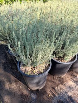 Spanish lavender 5 gal
