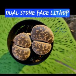 SUNDAY PLANT SALE IN SAN LORENZO SKLINE SUCCULENTS..FROM $4 UP