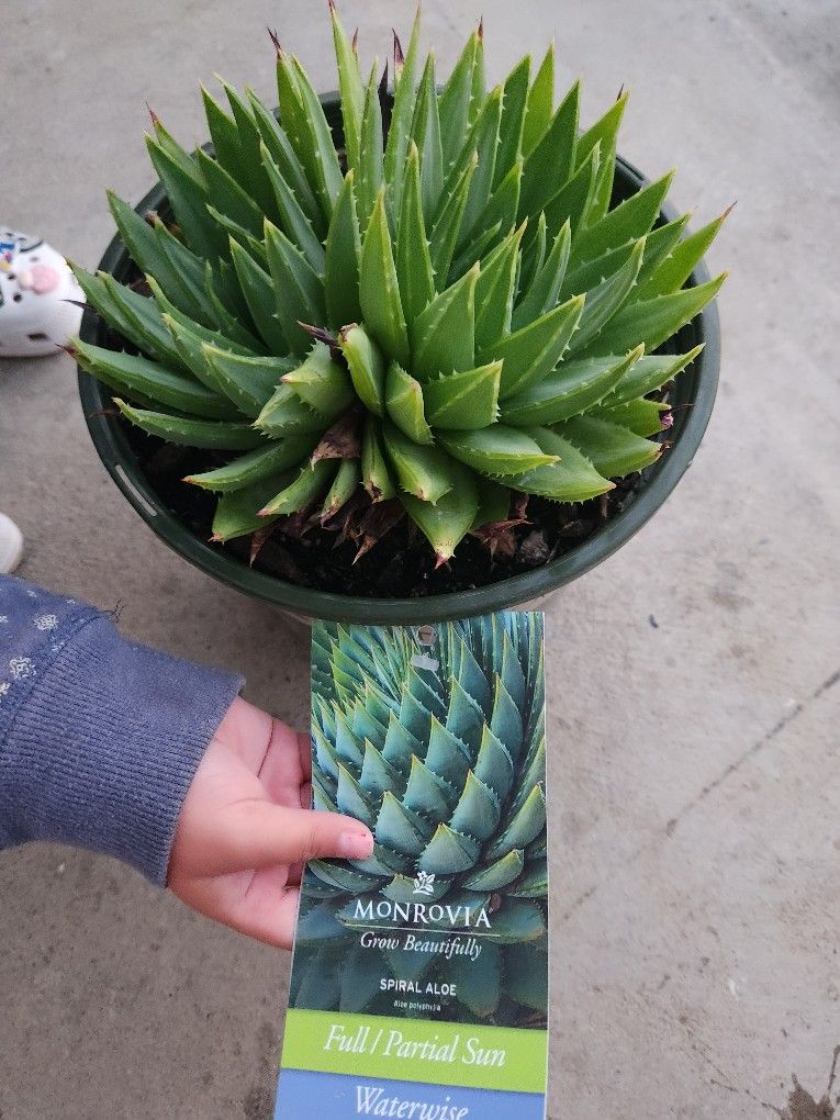 2 RARE MONROVIA SPIRAL ALOE 1.73 GAL