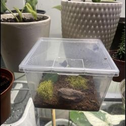 Jumping Spider Enclosure 