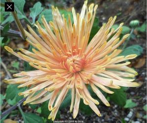 Heirloom Chrysanthemums ‘Fine Feathers’ Quill Style Mums Cut Flowers Perennial Plants