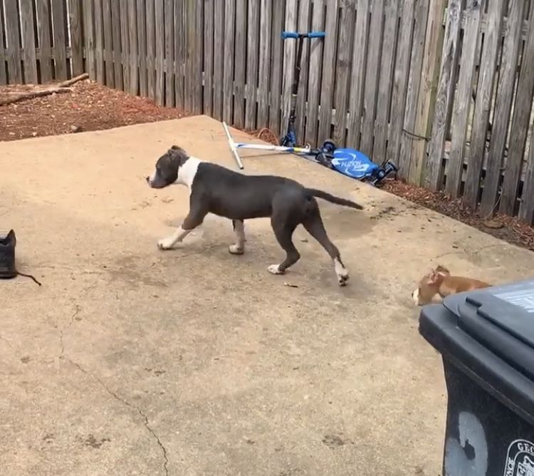 Blue Nose Pitbull for sale