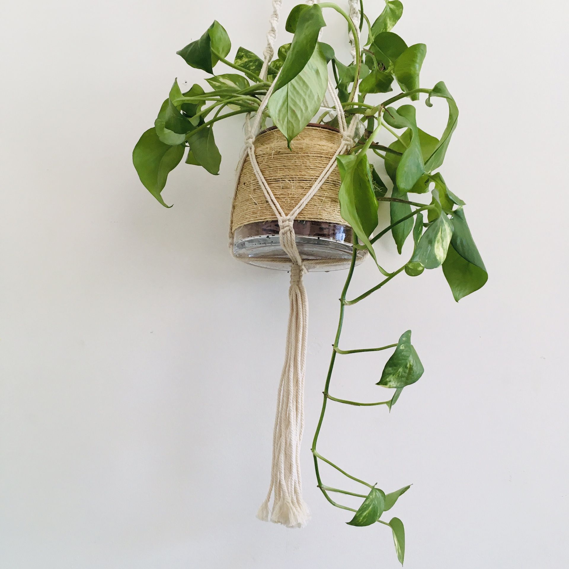 Hanging Pothos Plant With Decorative Glass Pot And Macramé