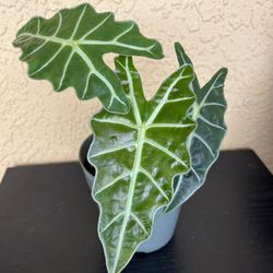 Alocasia Amazonica Plant 🪴