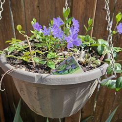 Garden Plant Vinca In Handing Basket 