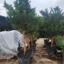 Japanese Blueberry Tree 30gallons 10ft Tall 