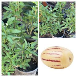 PEPINO MELON DULCE MELON PEAR TREE PLANT 人參菓 1 GALLON POT LIVE PLANT VERY HEALTHY FRUIT  $10 EACH PLANT  Cash only  Pick up in North San Jose, By appo