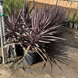 Cordyline Plants 5 Gal