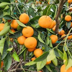 Organic Fresh Sweet Juicy Tangerines From Tree