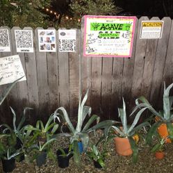 Agave Succulents FREE!!! Healthy large to hijuelos (pups).