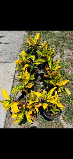 Garden croton