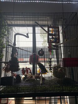 2 lovebirds and their full setup