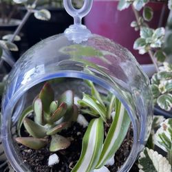 Plants In The Terarium