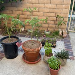 Wanted! Tomato cages, Pots, Soil for Low budget sustainable Garden