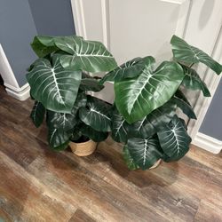 Gorgeous New Faux Plants High Quality  - Indoor Only - Qty 2 Alocasia  