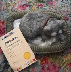 Perfect Pets