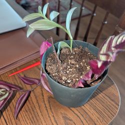 Tradescantia Inch Plant Wandering Dude