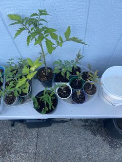 Brandywine heirloom organic tomato starts
