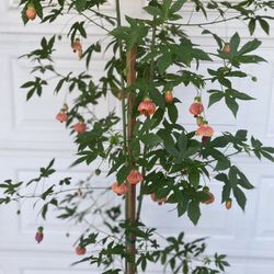 Japón ice Lantern Blooming Tree, Is Outdoor Sun Or Shade This Plant Blooms All Year Round  Is In 5 Gallóns Pot Pick Up Only