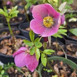 Hellebores