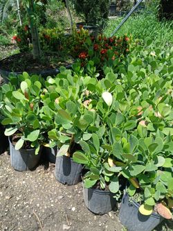clusia hedges 3gl $4.50