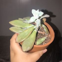 Small Succulent in Terracotta