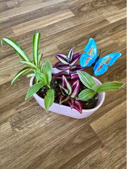 Soil-free indoor plant arrangement!