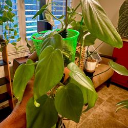 Heart Leaf Philodendron