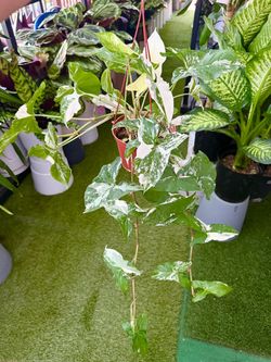 Plants (6”pot🌿Syngoniums Albo $30)