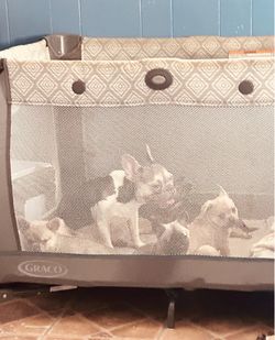 Doggy playpen