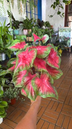 Caladium plant 4” pot