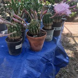 Cactus plant Planta De Nopal