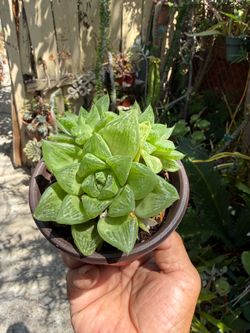 Haworthia Cymbiformis Star Cactus Succulent