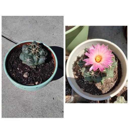 Rare Elephants tooth Coryphantha elephantidens 2 x 2 1/2 brown pot