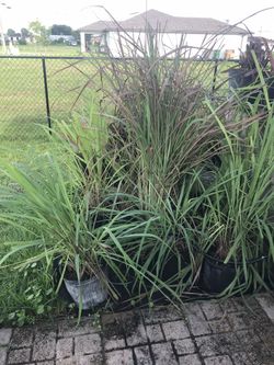 Lemon grass