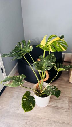 Monstera Thai Constellation in PON —