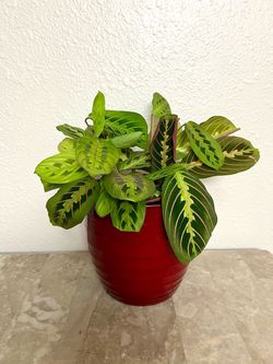 Prayer 🙏 plant 🪴