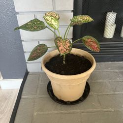 Pink Aglaonema Wishes Plant 