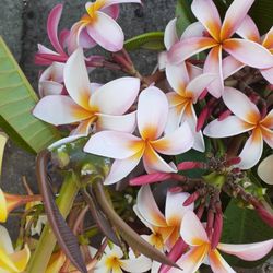 Colorful Fragrant Plumeria Cuttings With Flowers Intact Ready To Plant