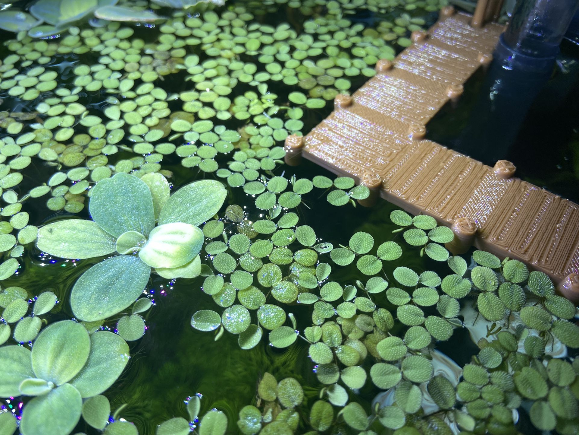 Salvinia Minima 🌱 - Floating Aquarium Plants – $5