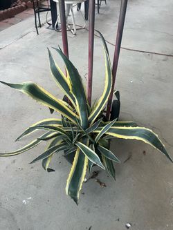 POTTED AGAVE