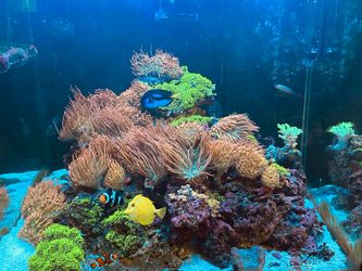 Fake coral reef decoration toy for fish tank