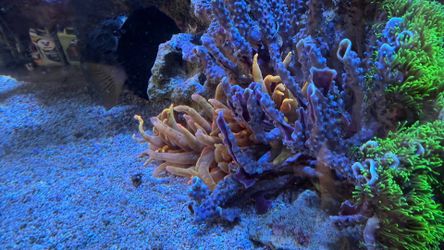 Super Nova / Aquarium Decoration
